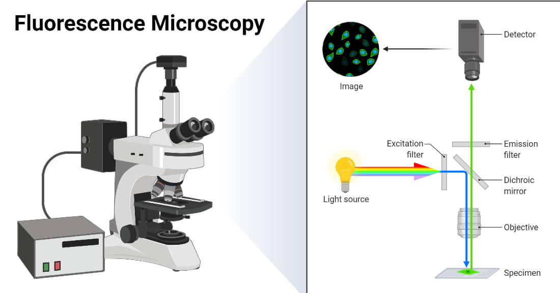 Schéma d'un microscope à Fluorescence